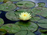 Yello water lilly - Longwood Gardens Pennsylvania