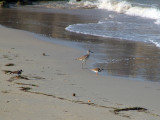 Shore birds Melbourne Beach Florida