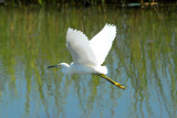 Great egret in flight