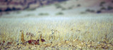 Shy suricates