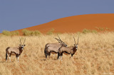 Namibia05