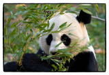 _MG_7303 panda wf.jpg