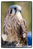 North American Kestrel (Falco sparverius) ~ female