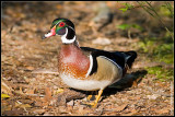 Wood duck (Aix sponsa) male