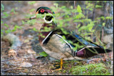 Wood duck (Aix sponsa) male