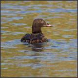 white winged scoter