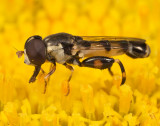 _MG_5184 hoverfly3b-w.jpg