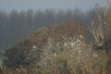 cormorant tree