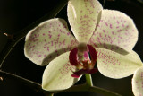 Phalaneopsis