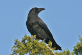 crow5429.jpg