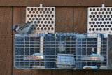 sparrow-trap2273.jpg