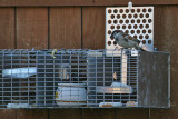 sparrow-trap2292.jpg