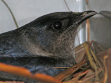 martin-in-nest4227a.jpg