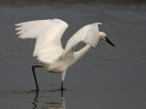 egret-reddish2315a.jpg (white morph)