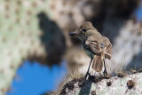 Tyran des Galapagos