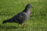 Pigeon biset urbain