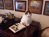 Office Assistant