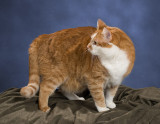BackgroundColorized
