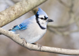 Blue Jay (1/21/07)
