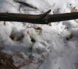 Close up of a fisher pee spot