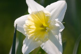 Daffodil