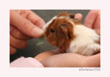 one.......of four of my sons pet guinea pigs babies!!