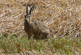 hare we go