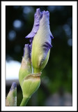may 22 iris