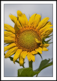 aug 12 sunflower