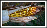 sep 19 corn