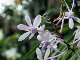DSCF0130SErere.jpg