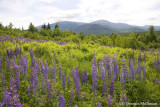 Wild Lupine (Lupinus perennis) and the Presidential Range, Jefferson, NH.