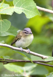 Red-eyed vireo, Jefferson, NH.