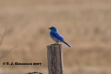 Mountain Bluebird <i>(Sialia currucoides)</i>