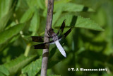 Common Whitetail <i>(Libellula lydia)</I>