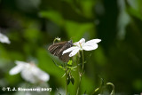 Hayden's Ringlet (Coenonympha haydenii)