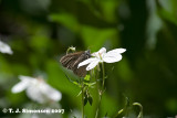 Haydens Ringlet <i>(Coenonympha haydenii)</I>