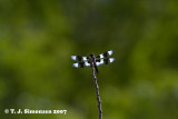 Eight-spotted Skimmer <i>(Libellula forensis)</I>