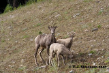 Bighorn Sheep <i>(Ovis canadensis)</I>
