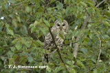 Barred Owl <i>(Strix varia)</I>