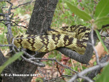 Black-tailed Rattlesnake <i>(Crotalus molossus)</I>