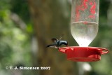 Broad-billed Hummingbird <i>(Cynanthus latirostris)</I>