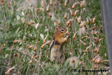 Golden-mantled Ground Squirrel <i>(Spermophilus lateralis)</I>