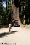 Chandelier Tree
