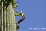 Gila Woodpecker <I>(Melanerpes uropygialis)</I>