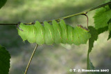 Polyphemus moth <I>(Antheraea polyphemus)</I>