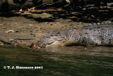 Saltwater Crocodile <i>(Crocodylus porosus)</I>