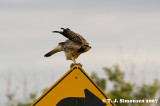 Red-tailed Hawk (Buteo jamaicensis)