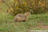 Richardsons Ground Squirrel <i>(Spermophilus richardsonii)</I>