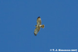 Red-tailed Hawk <i>(Buteo jamaicensis)</i>